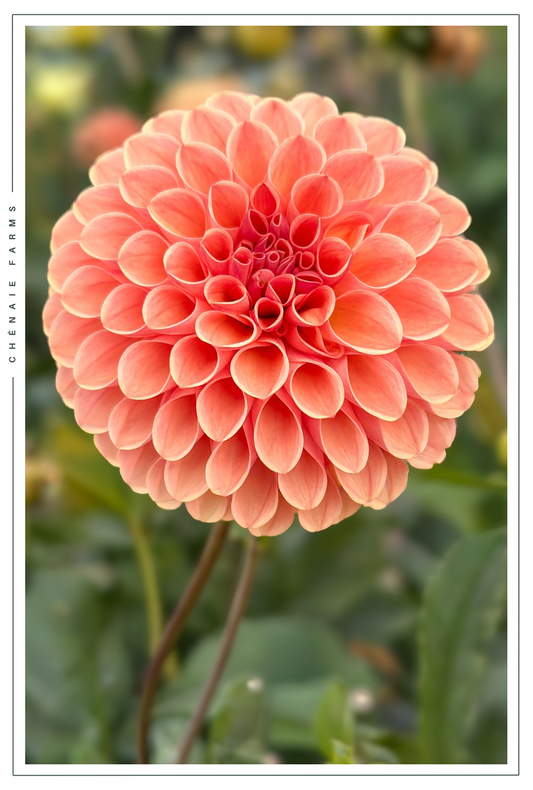 Levi’s Fiery Plum (Cutting)