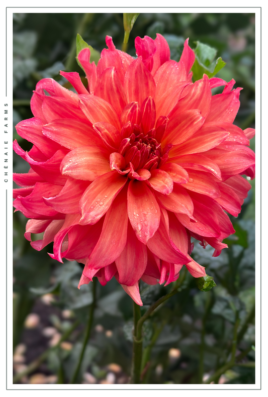 Hapet Luzia (Cutting)